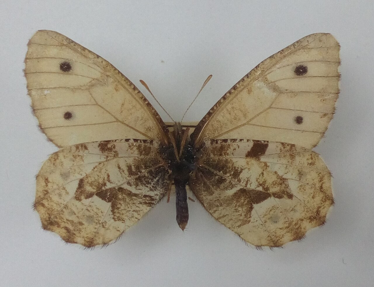 Oeneis urda