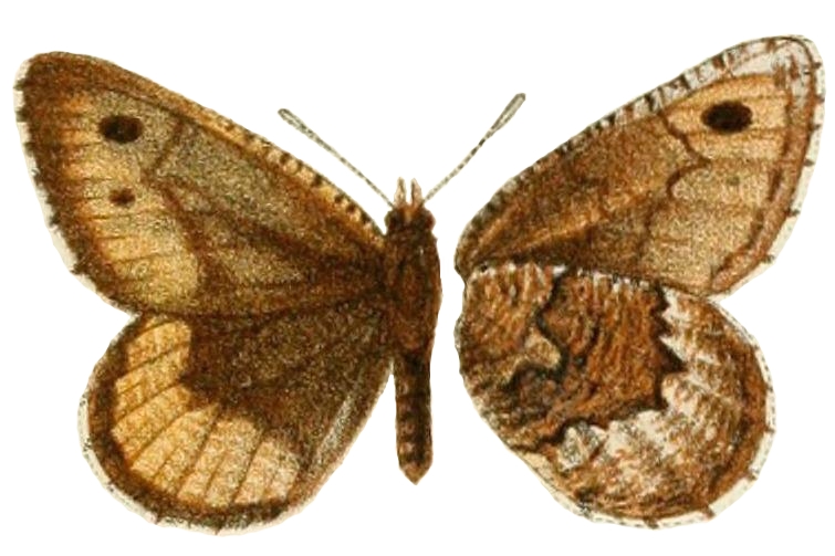 Oeneis mulla