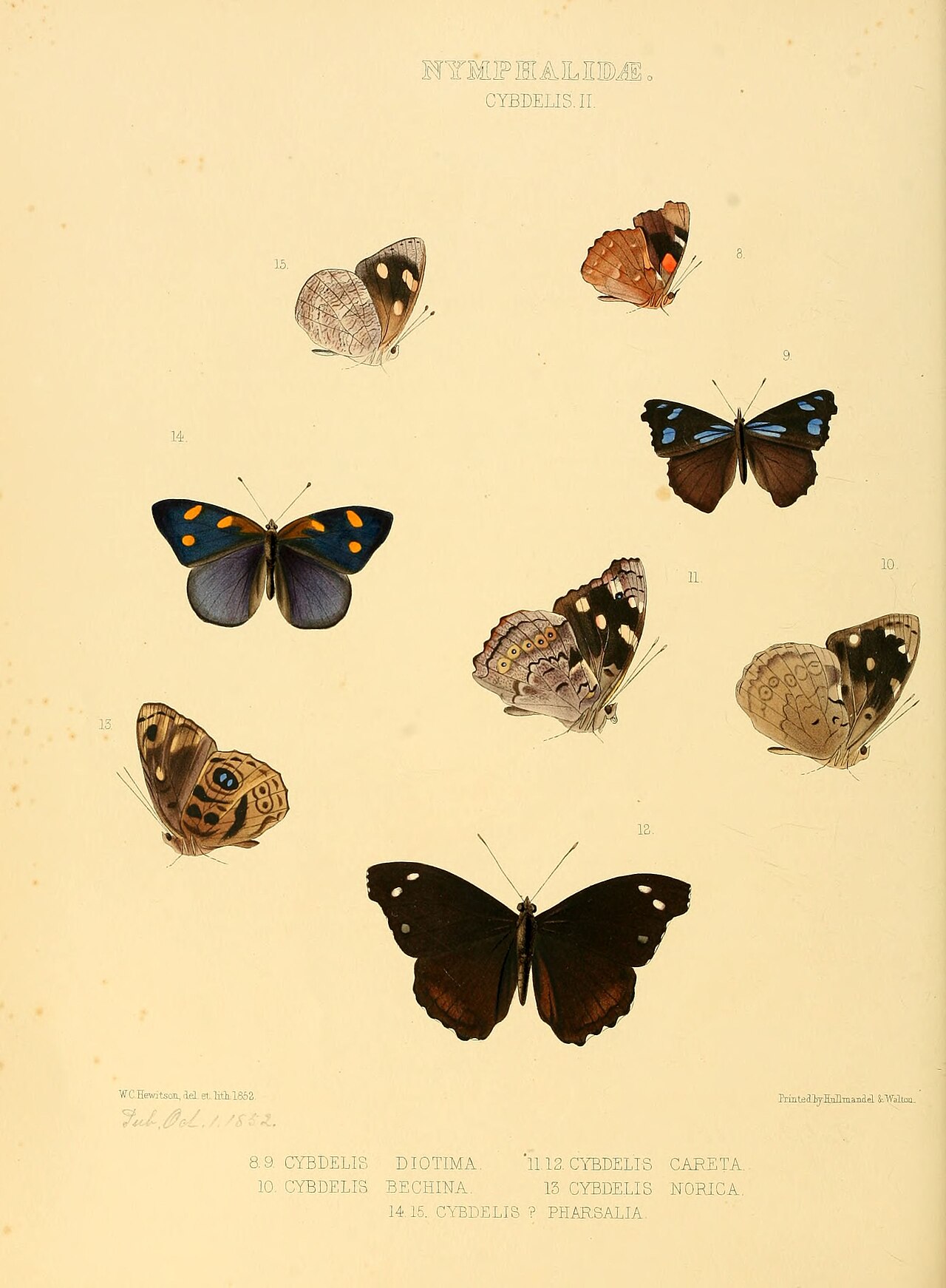 Eunica bechina