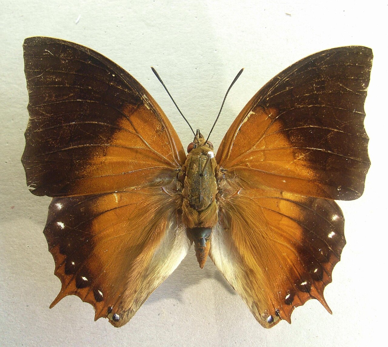 Charaxes plateni