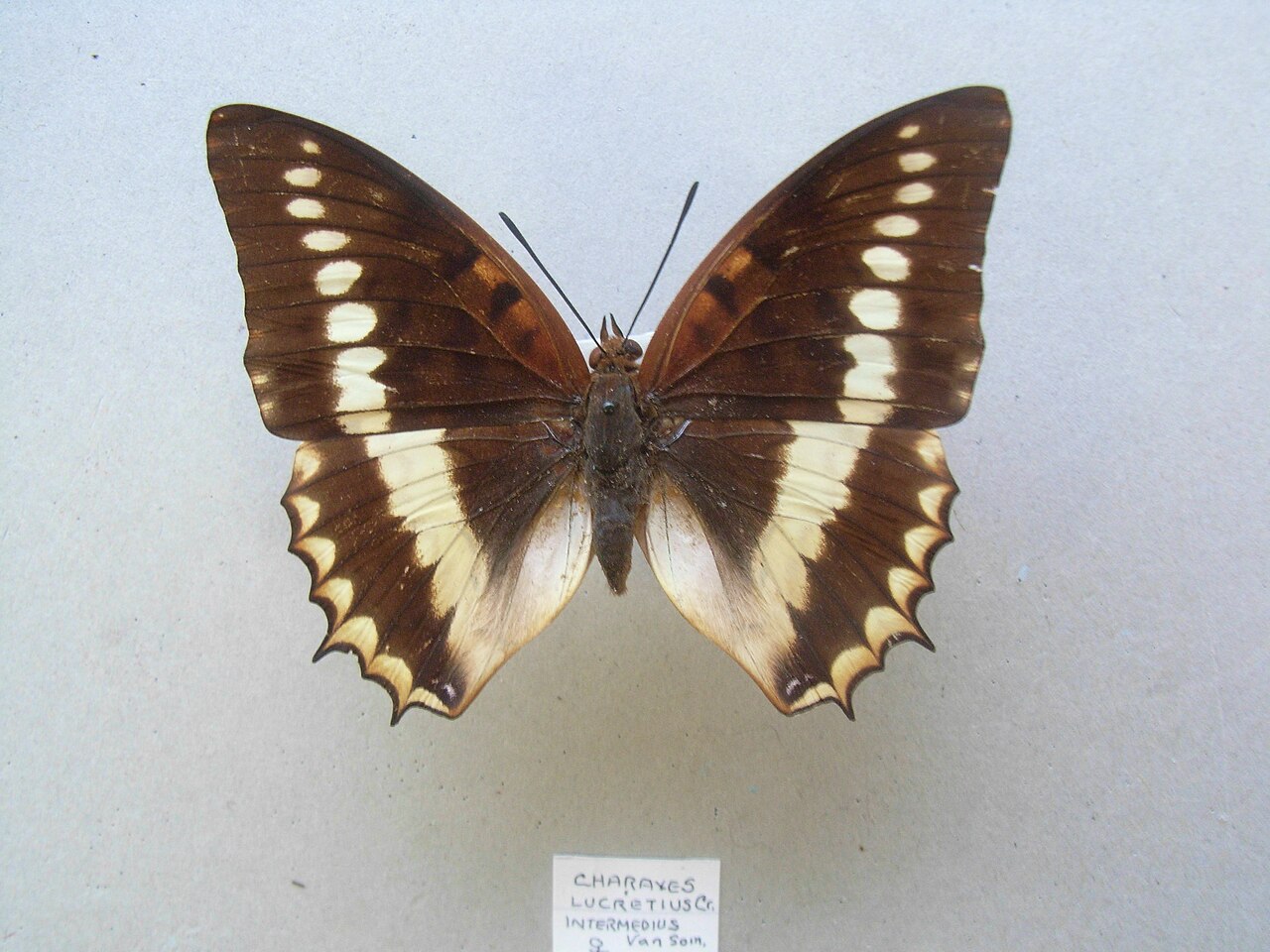 Charaxes lucretius