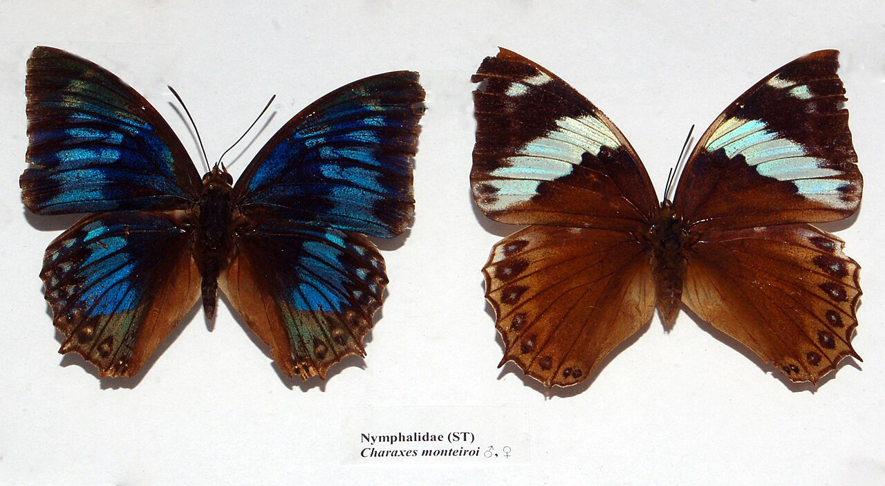 Charaxes monteiri