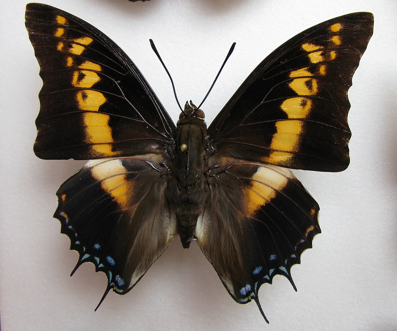 Charaxes castor