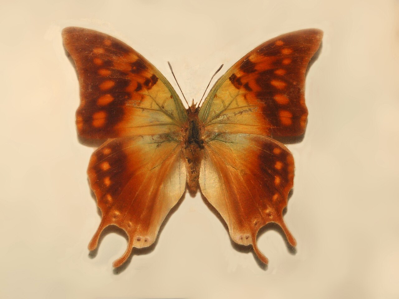 Charaxes candiope