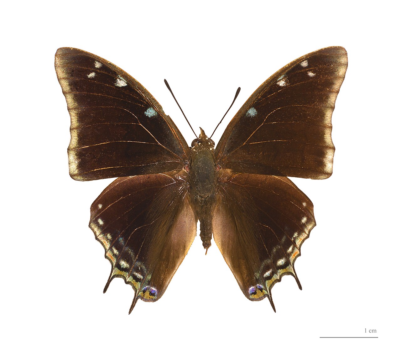 Charaxes kheili
