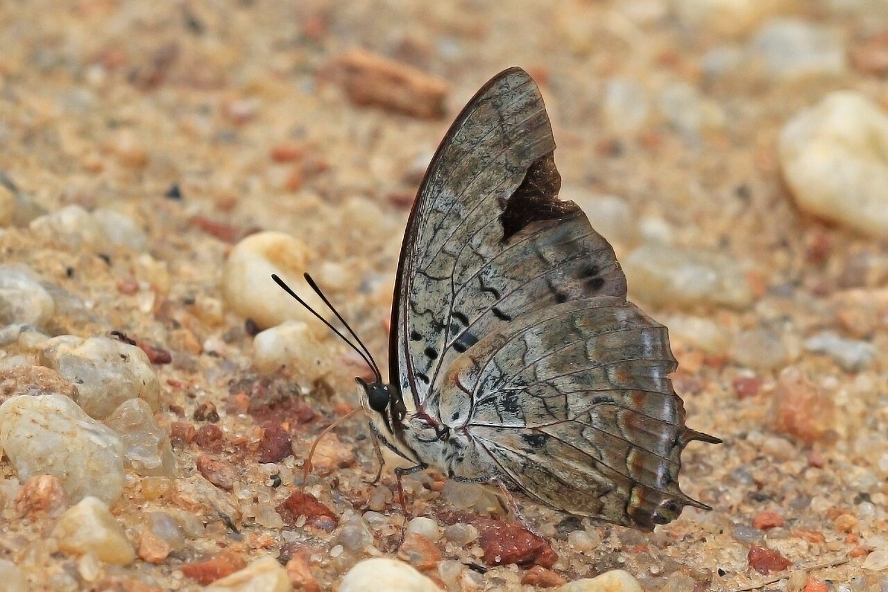 Charaxes etheocles