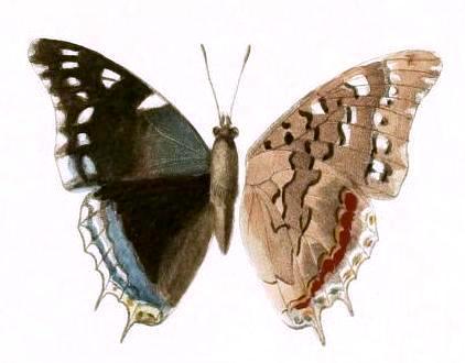 Charaxes guderiana