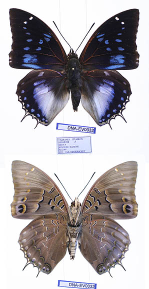 Charaxes cithaeron