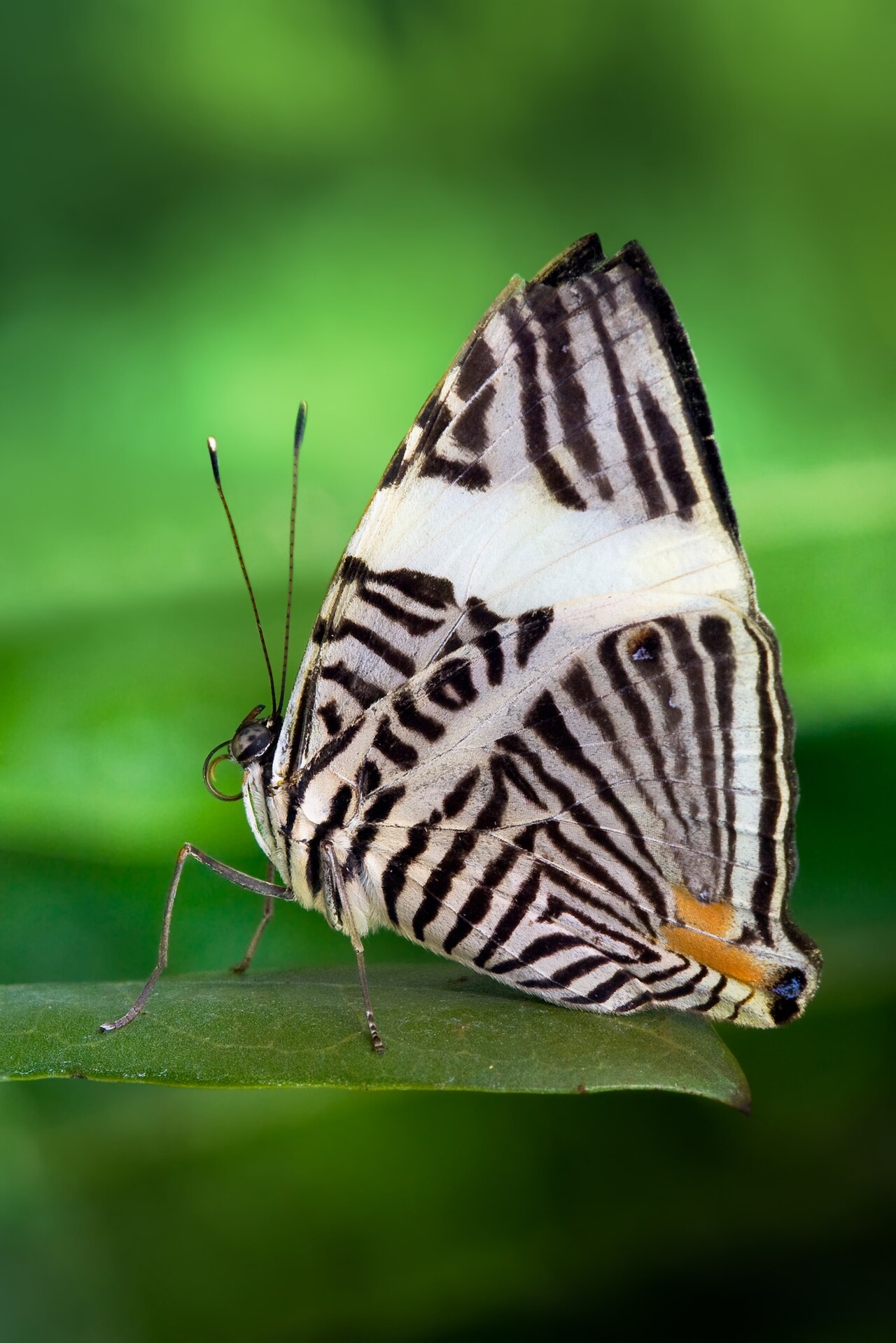 Zebra Mosaic（Colobura dirce）