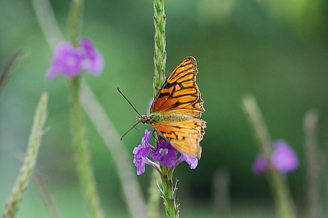 Dione glycera