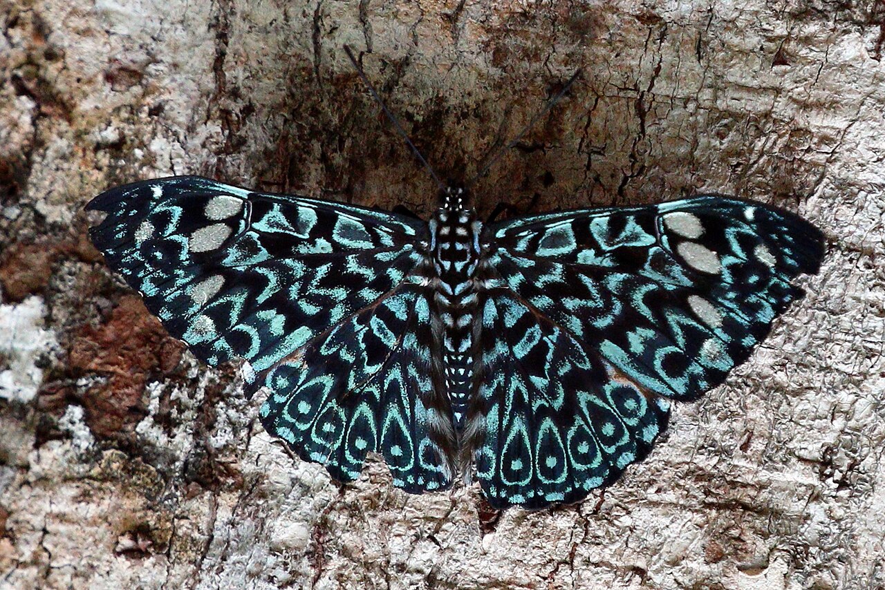 Hamadryas belladonna