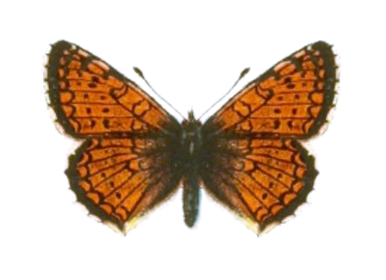 Melitaea arcesia
