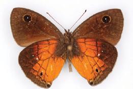 Calisto pulchella
