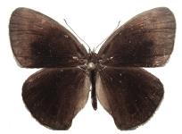 Calisto herophile