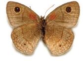 Calisto micheneri