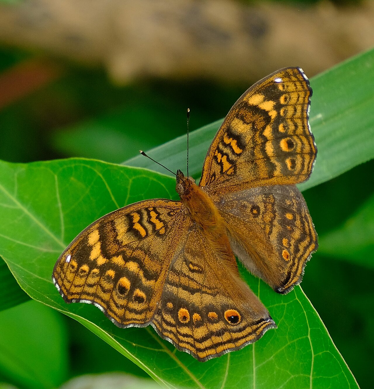 Junonia chorimene