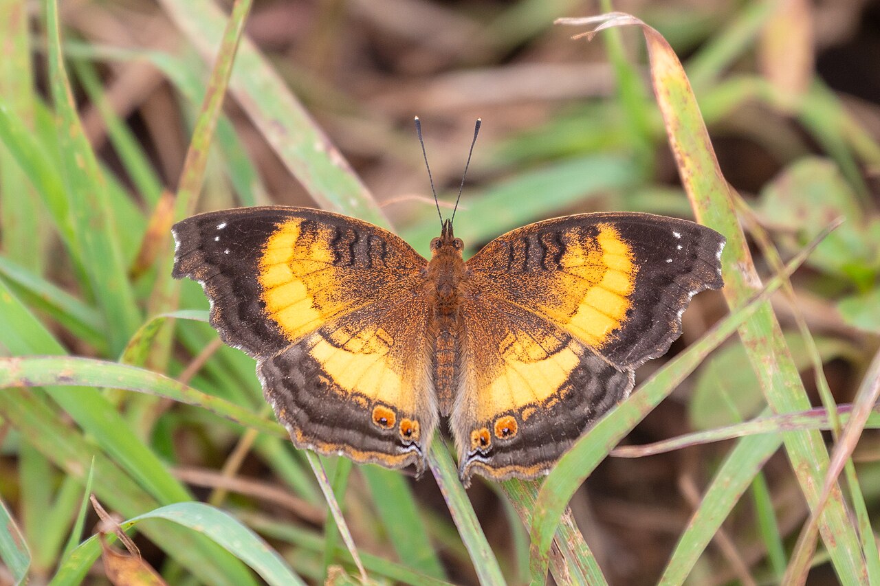 Junonia terea