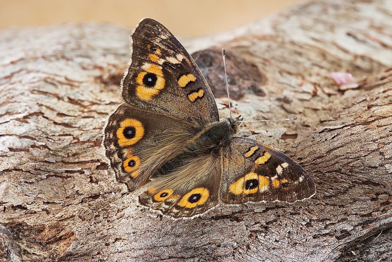 Junonia villida