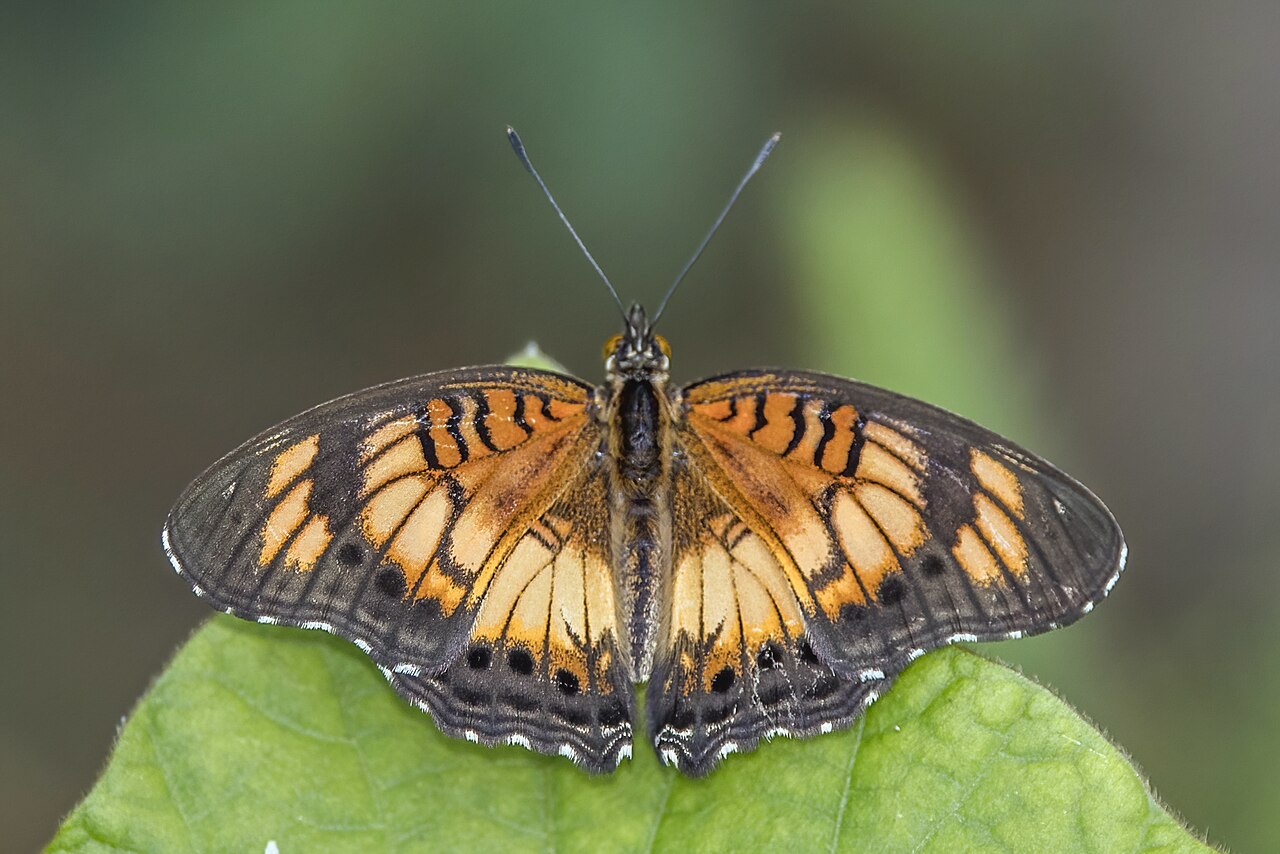 Junonia sophia