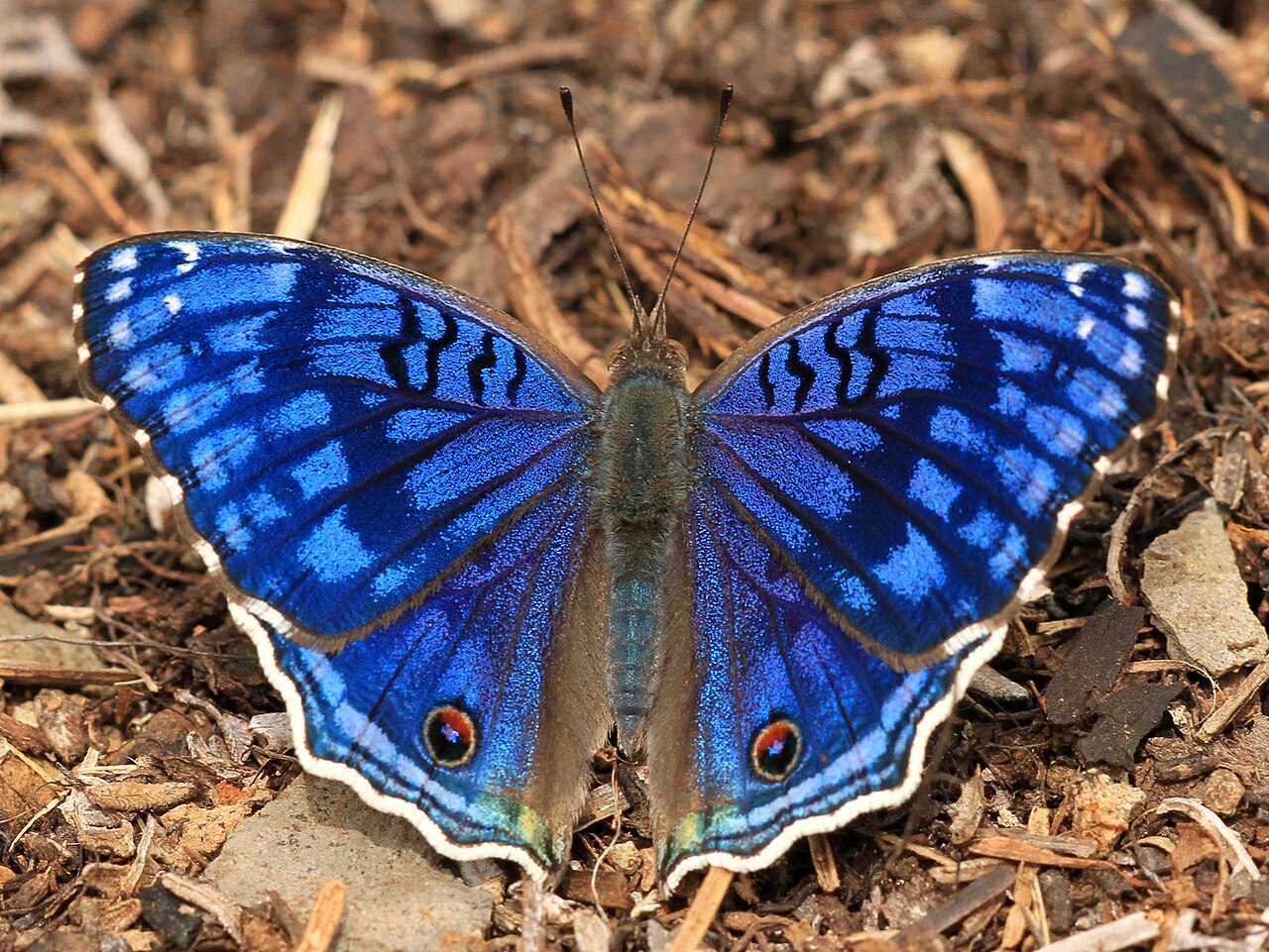Junonia rhadama