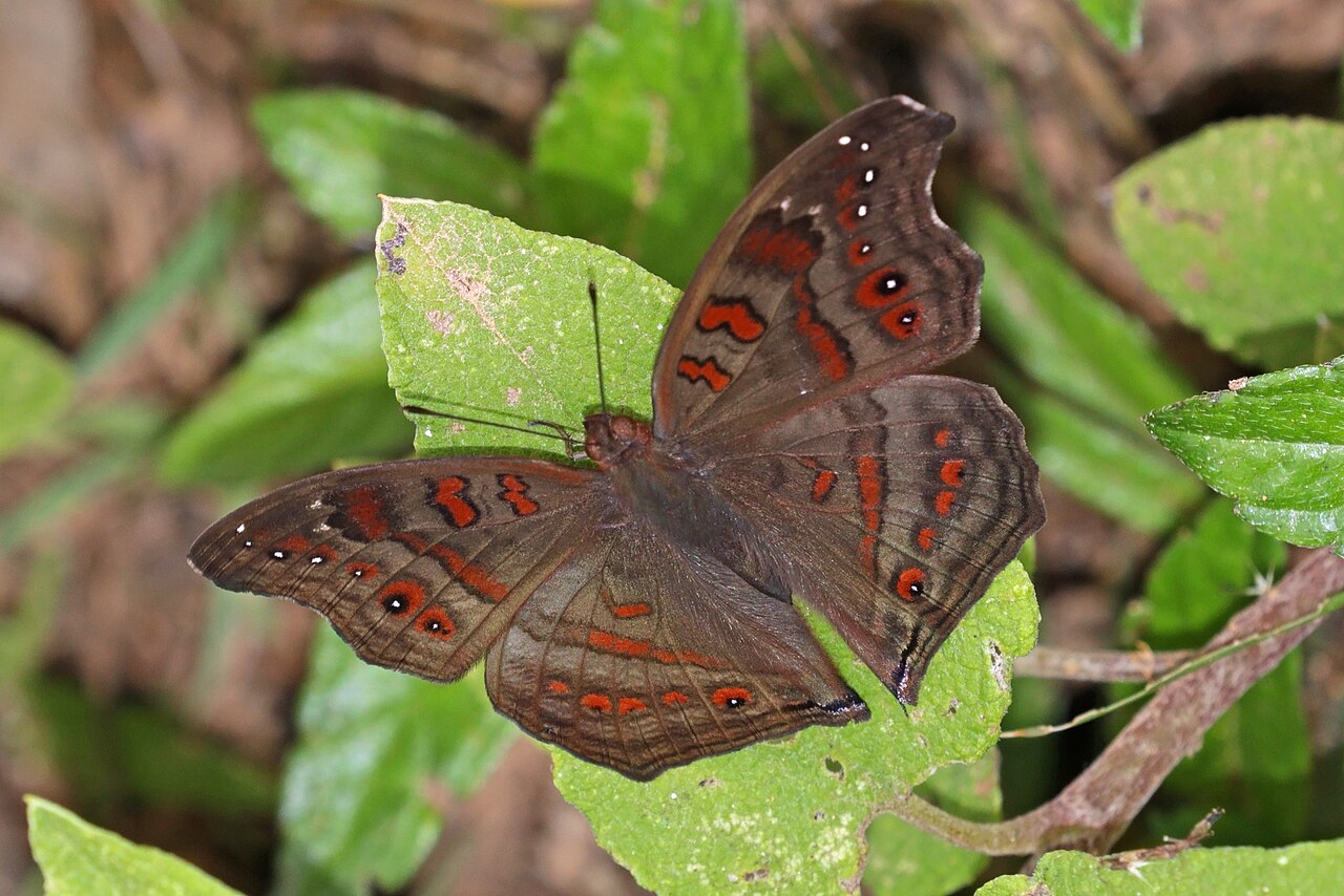 Junonia goudotii