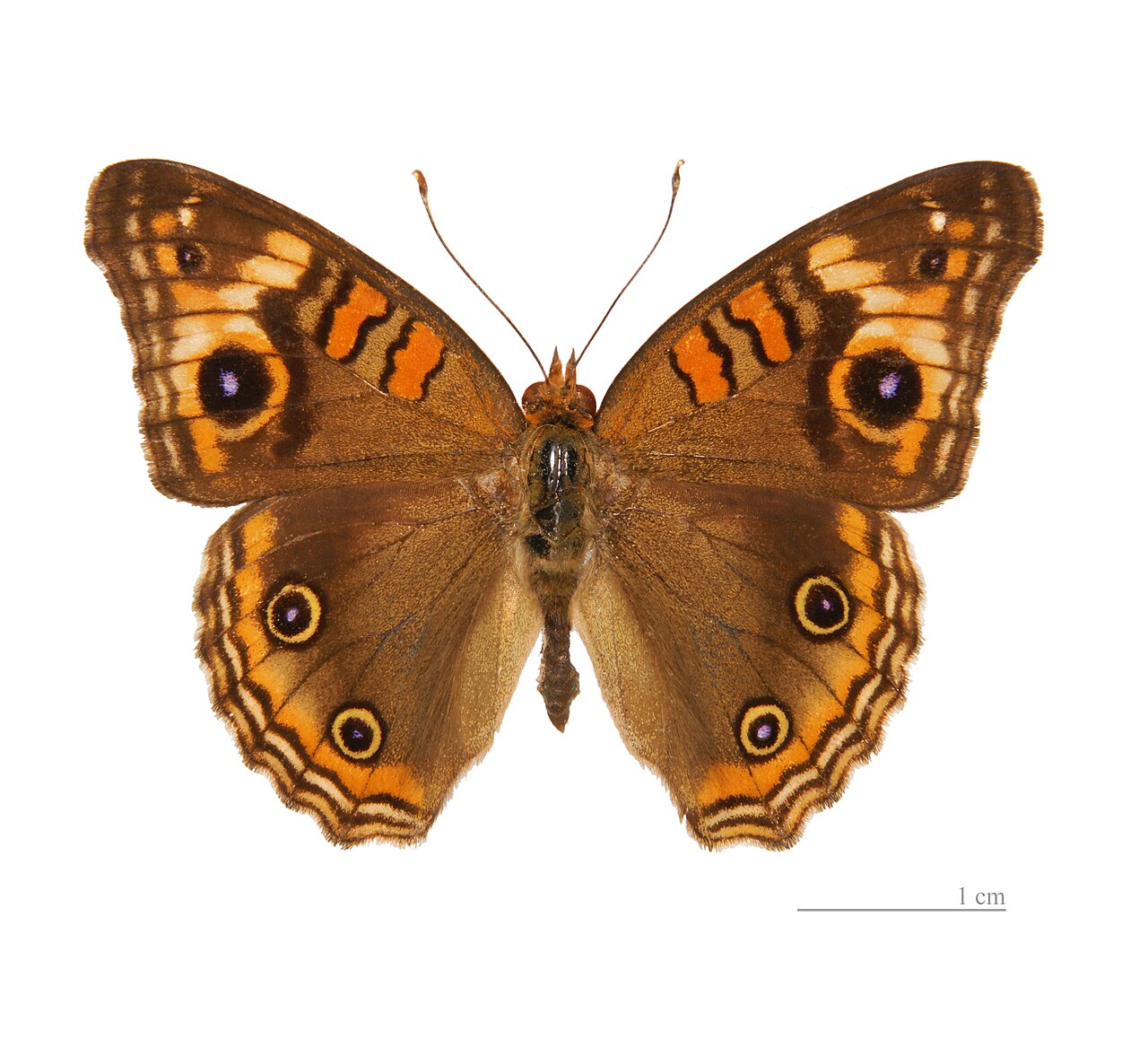 Junonia evarete