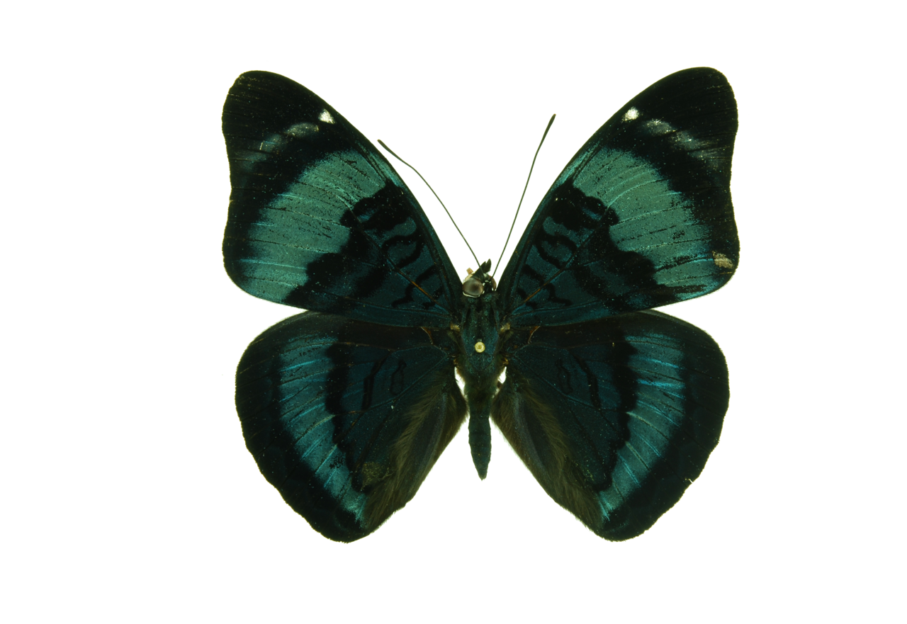 Panacea procilla