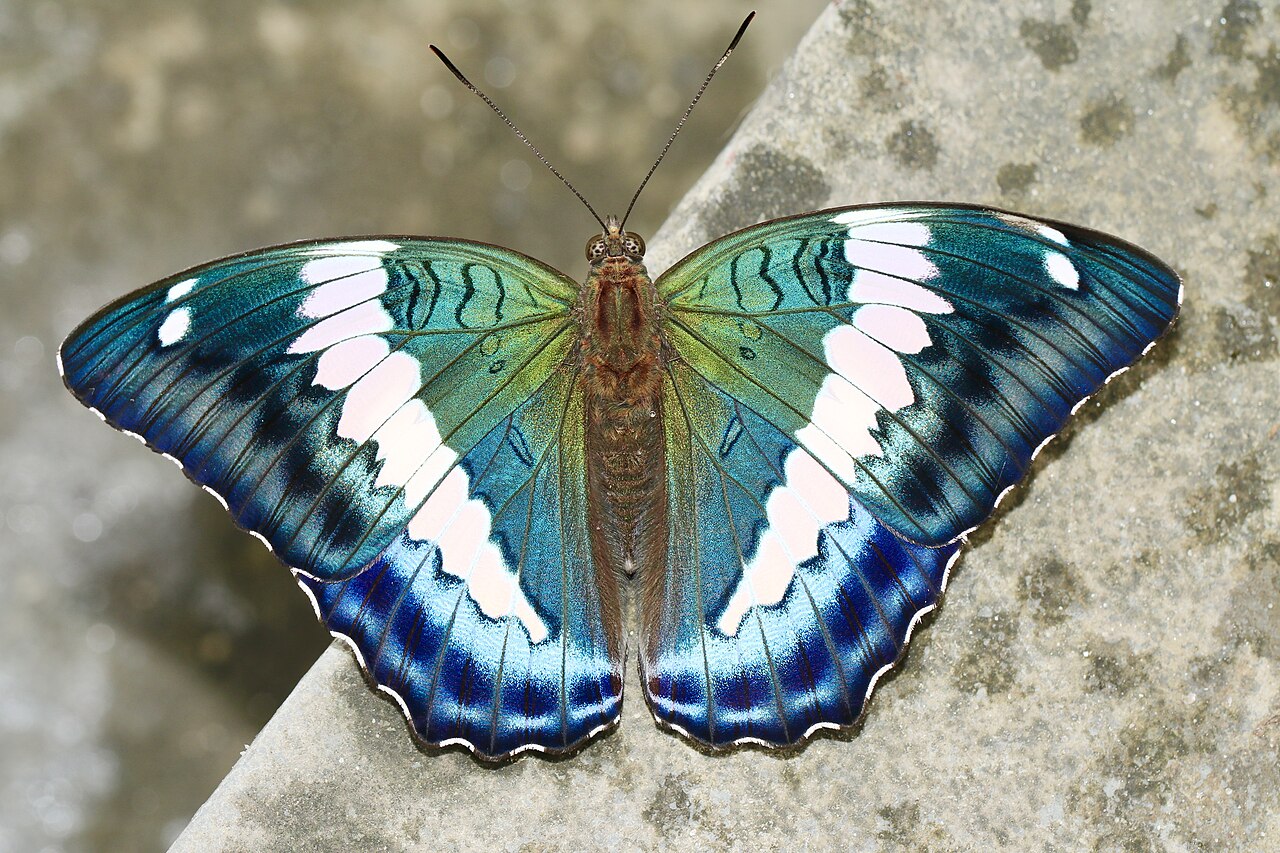 巴翠蛱蝶（Euthalia durga）