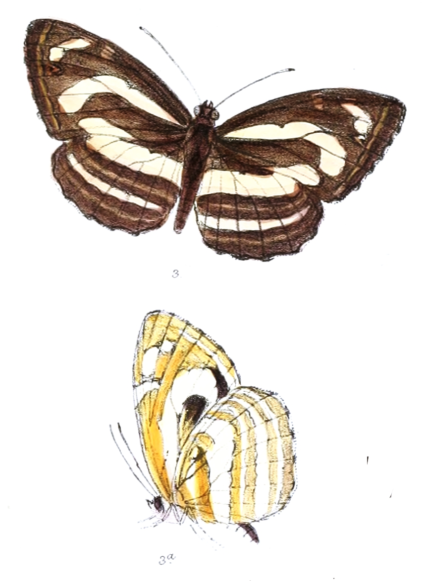 玛环蛱蝶（Neptis manasa）