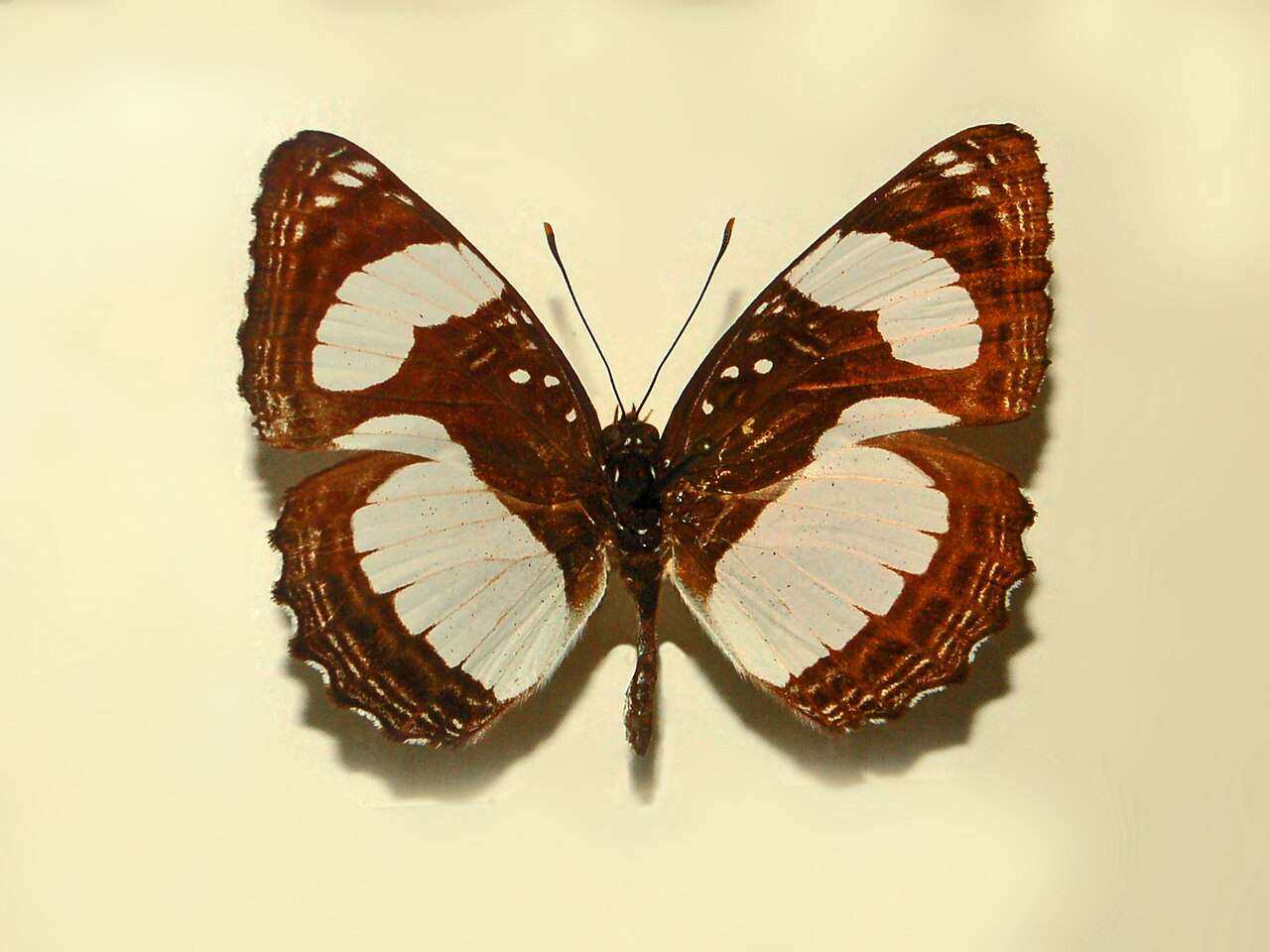 Neptis nicomedes
