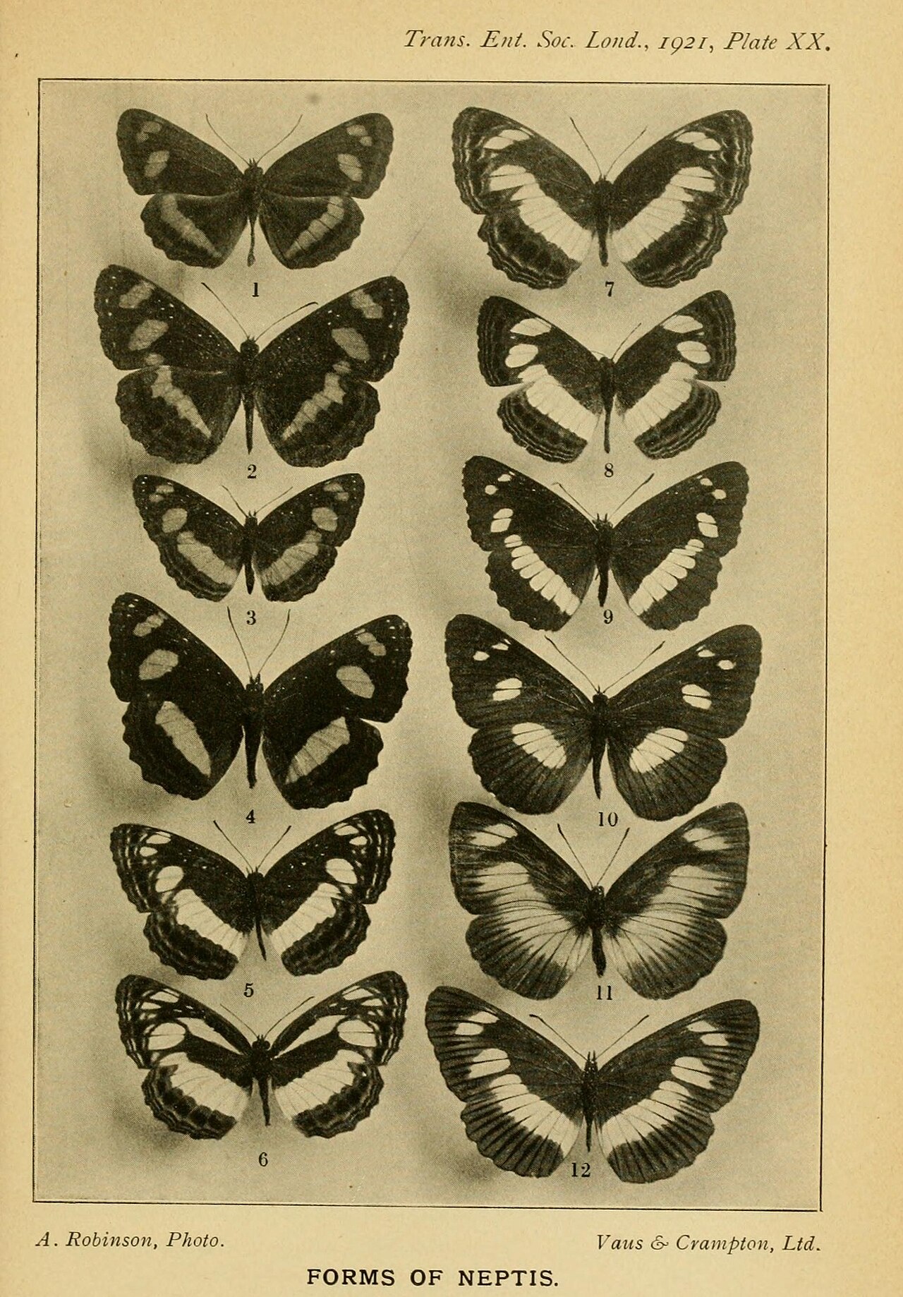 Neptis incongrua