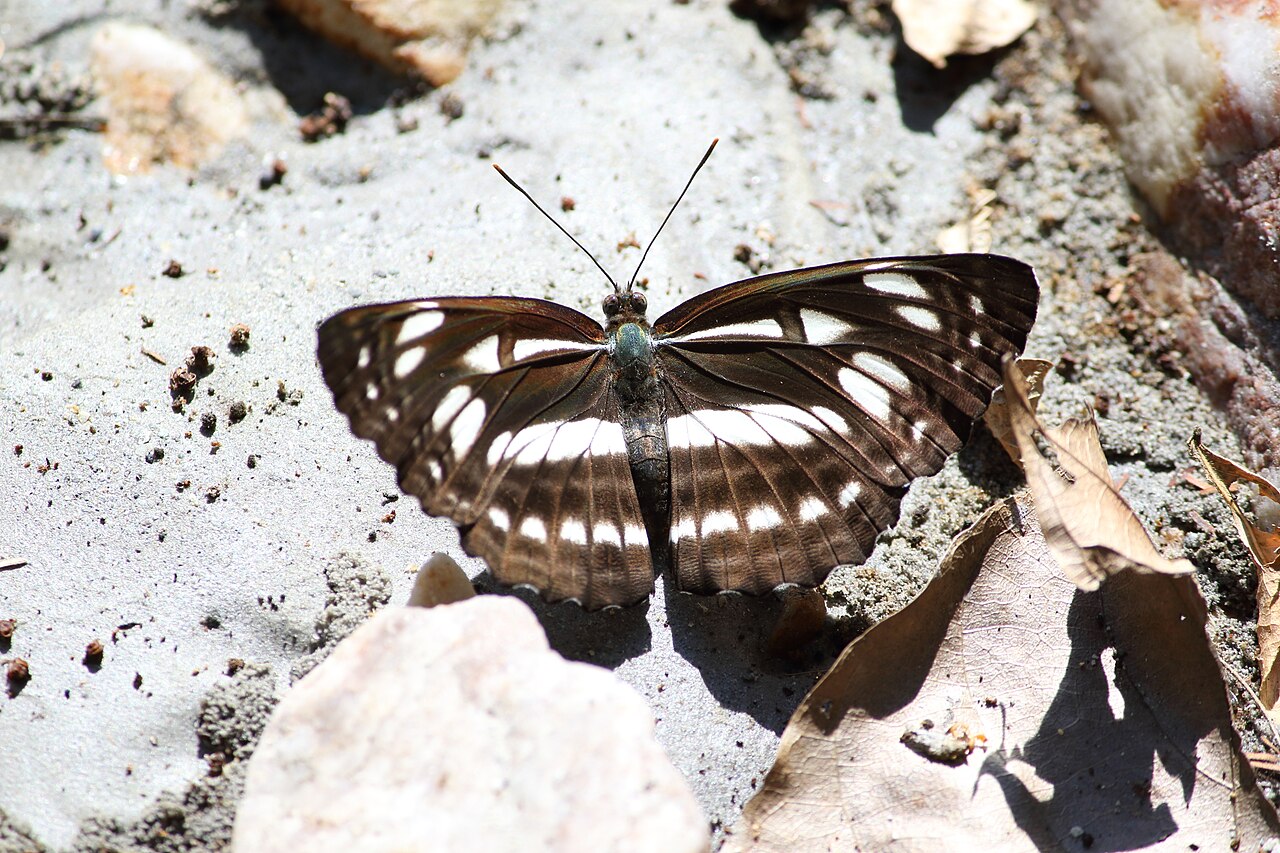 Neptis magadha