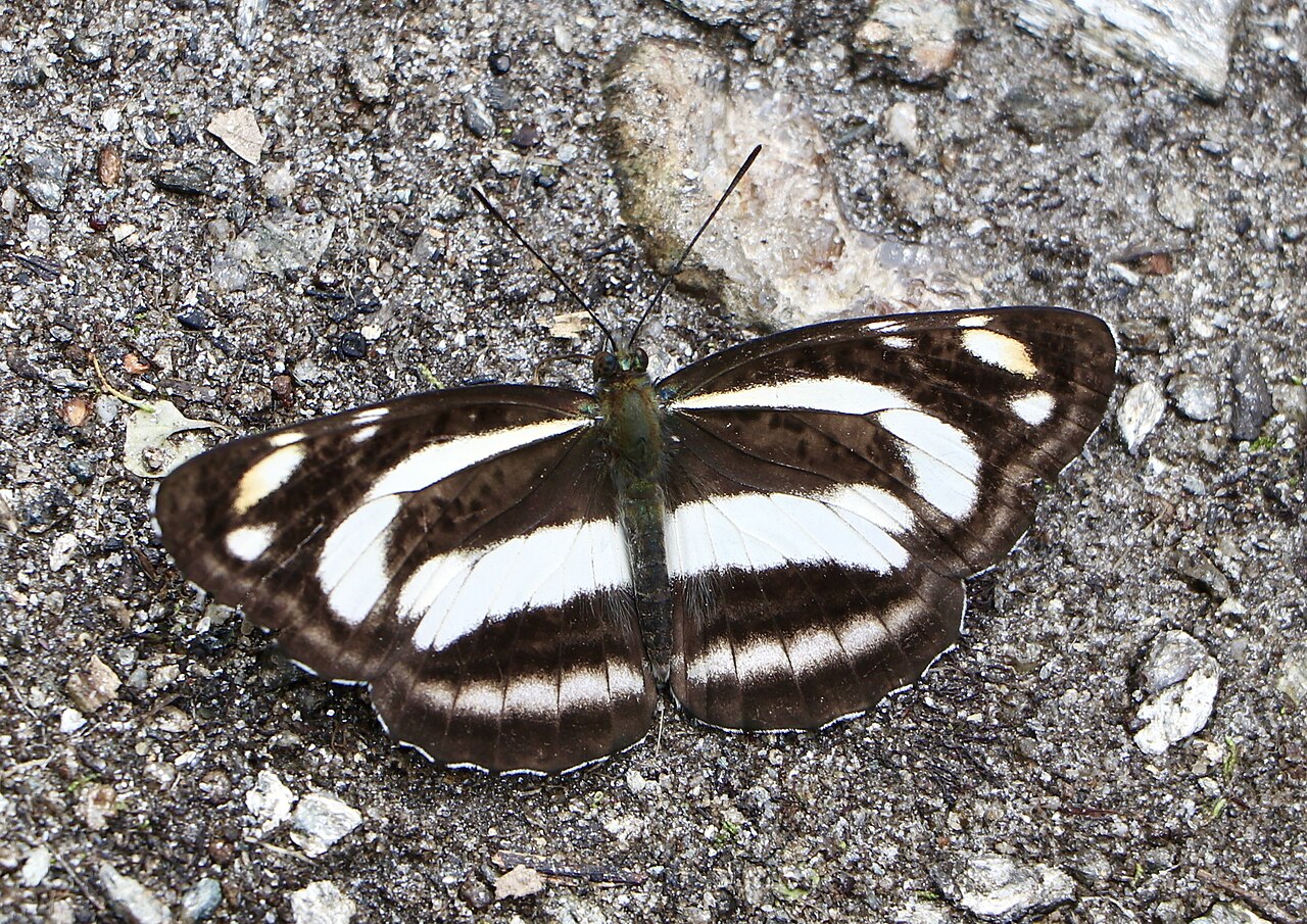 Neptis nycteus