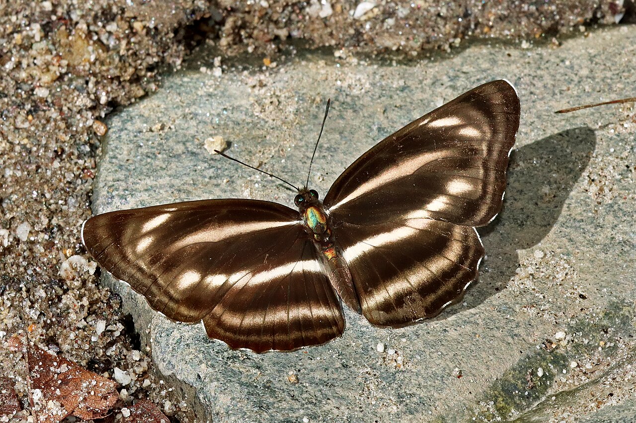 Neptis nashona