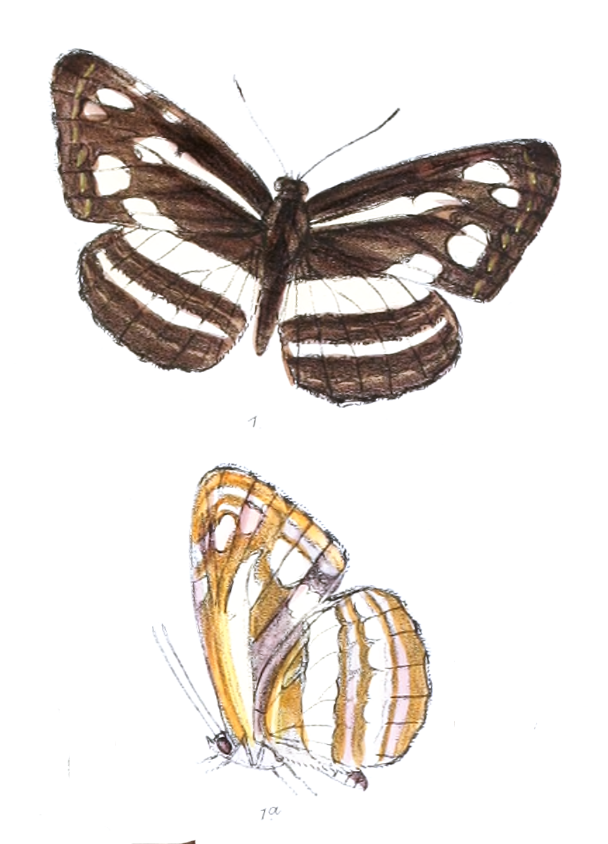 Neptis narayana