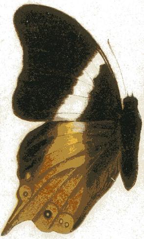 Palla ussheri