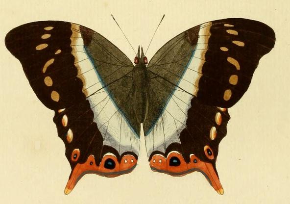 Palla decius