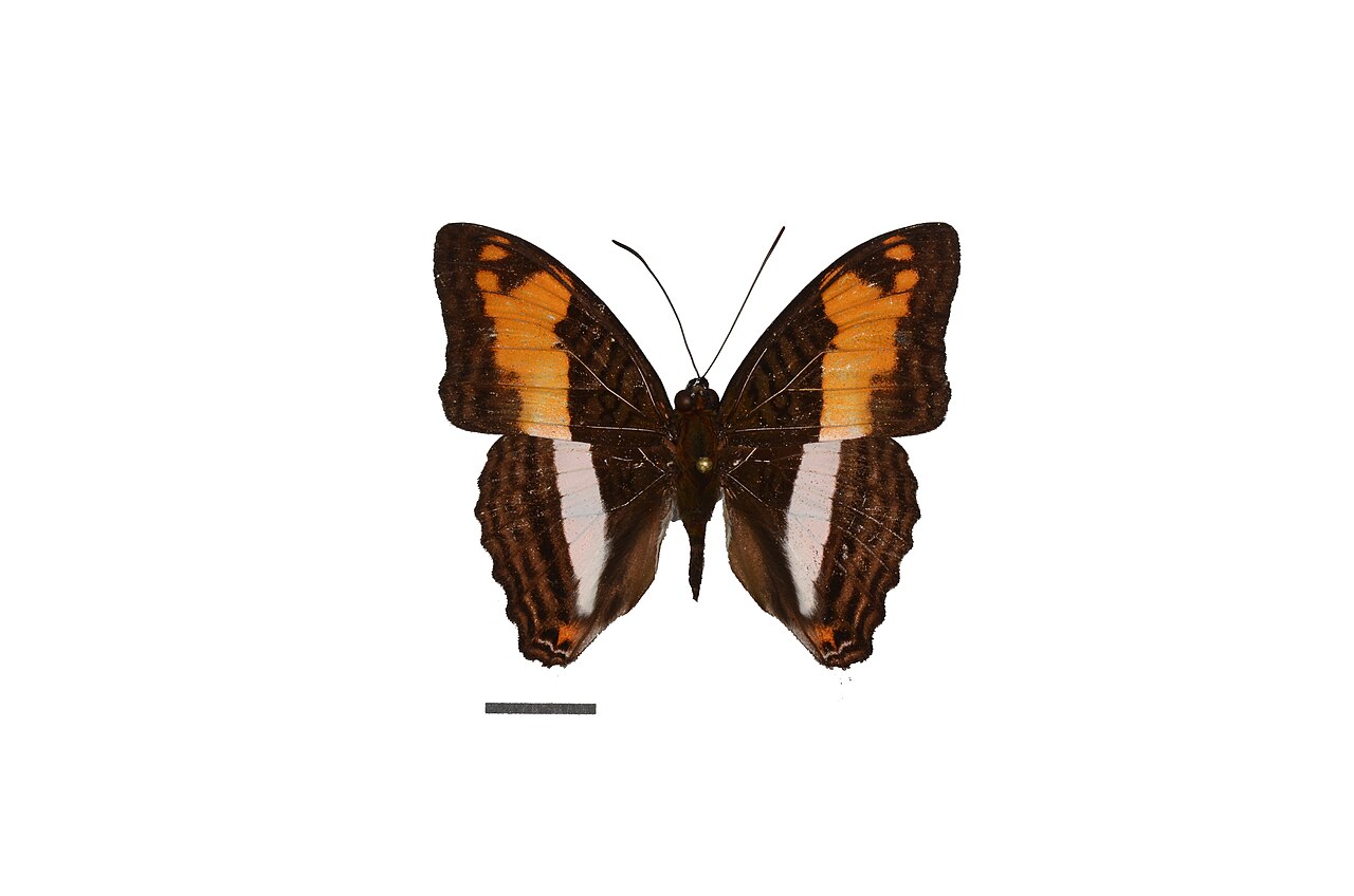 Limenitis capucinus