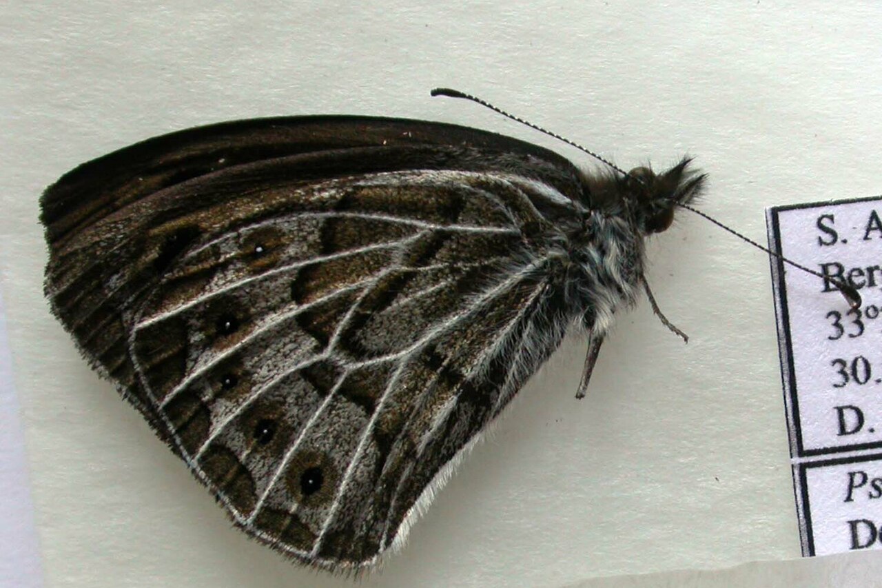 Pseudonympha trimenii