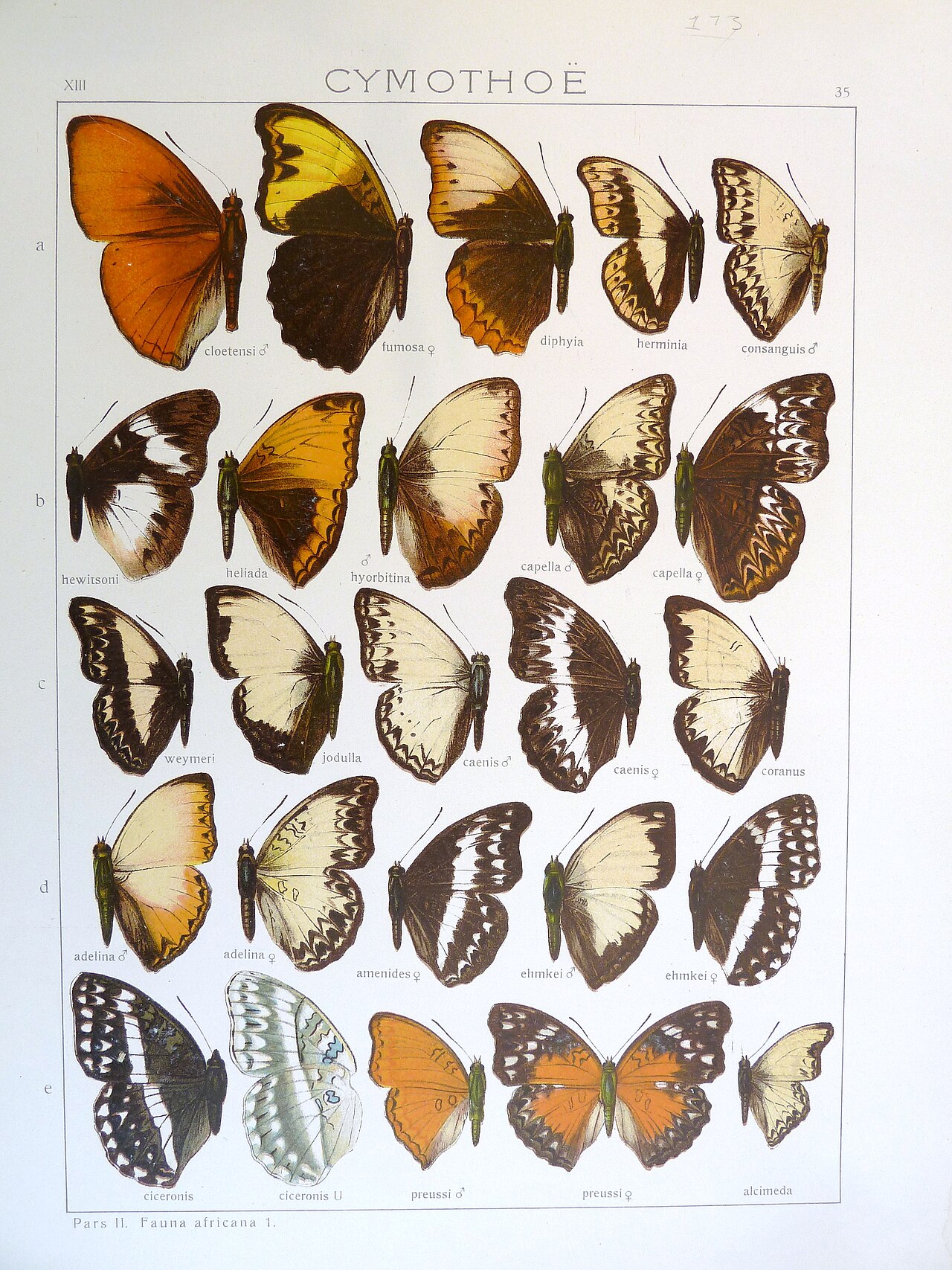 Cymothoe preussi
