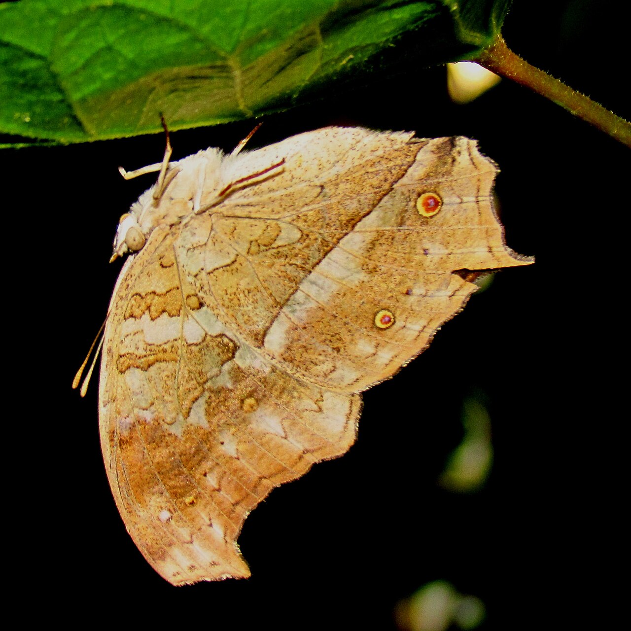 Salamis anacardii
