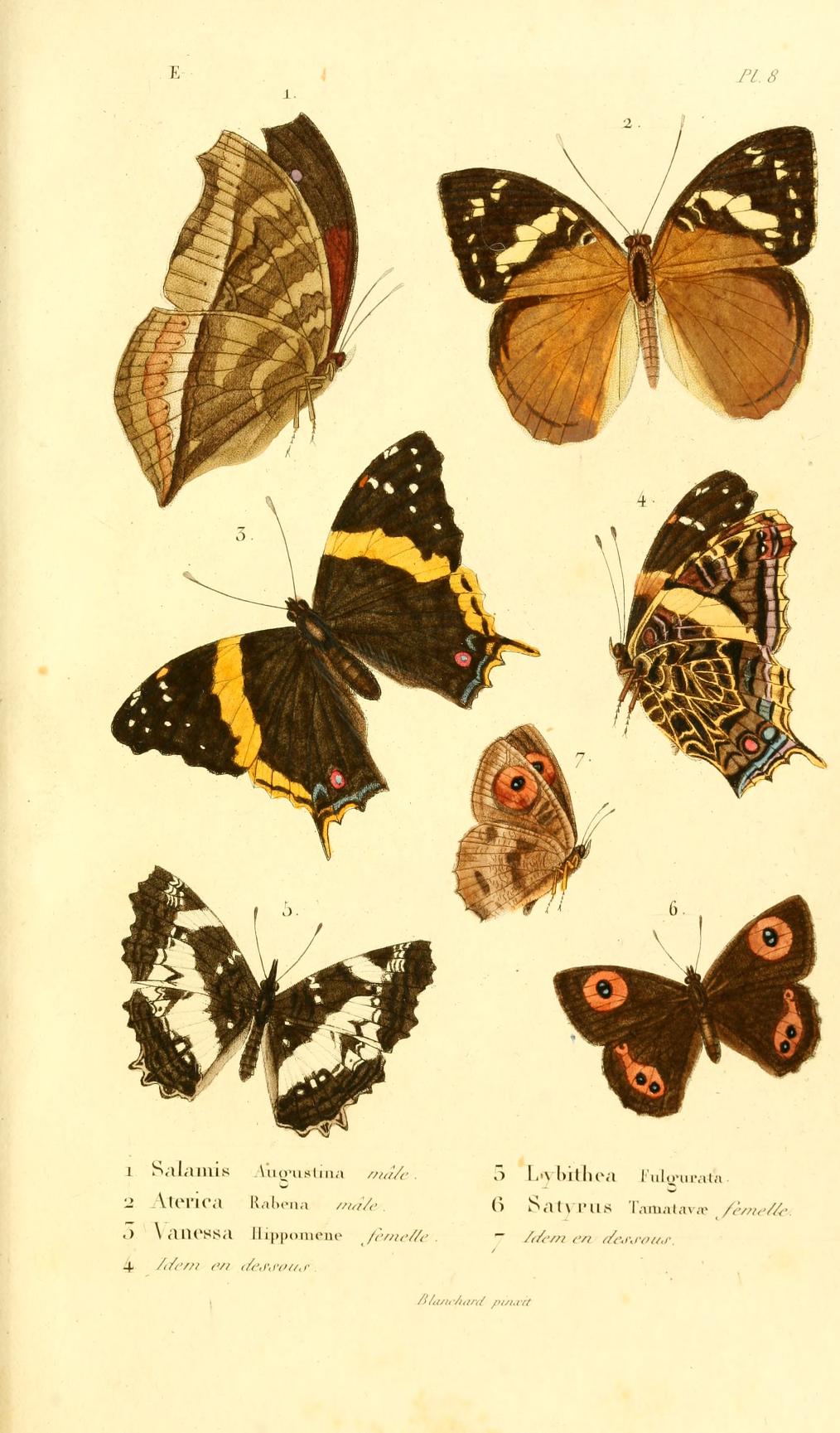 Salamis augustina
