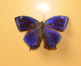 Ptychandra mindorana