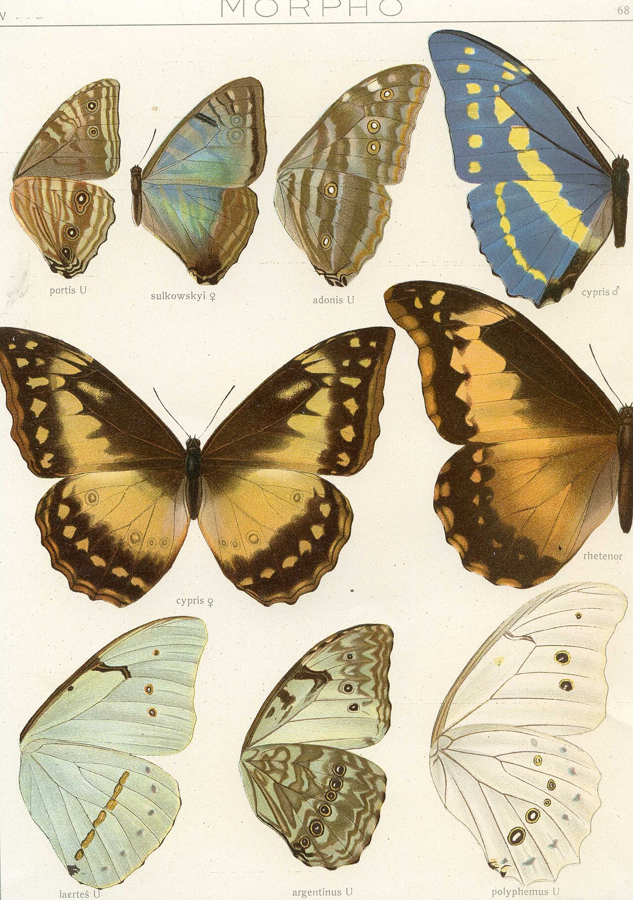 Morpho sulkowskyi