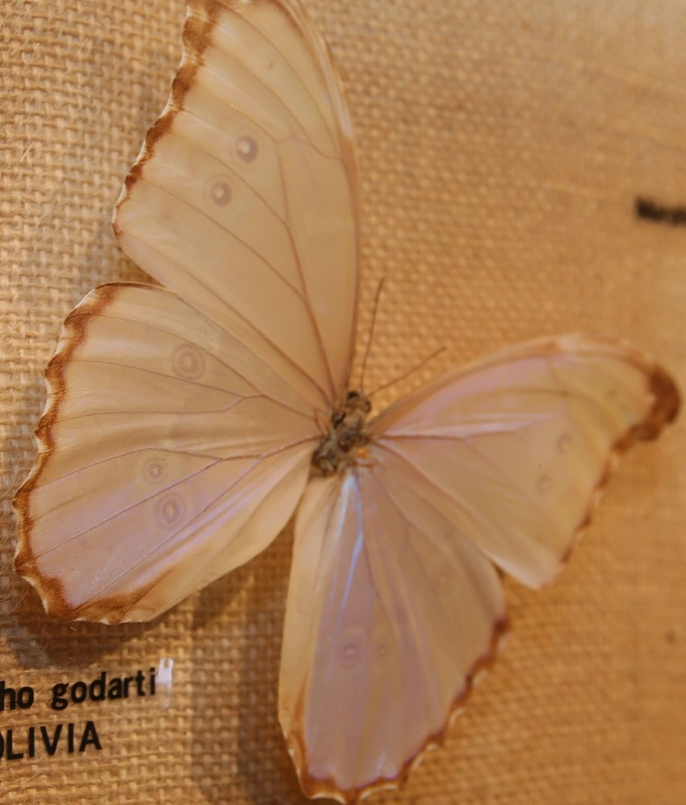 Morpho godartii