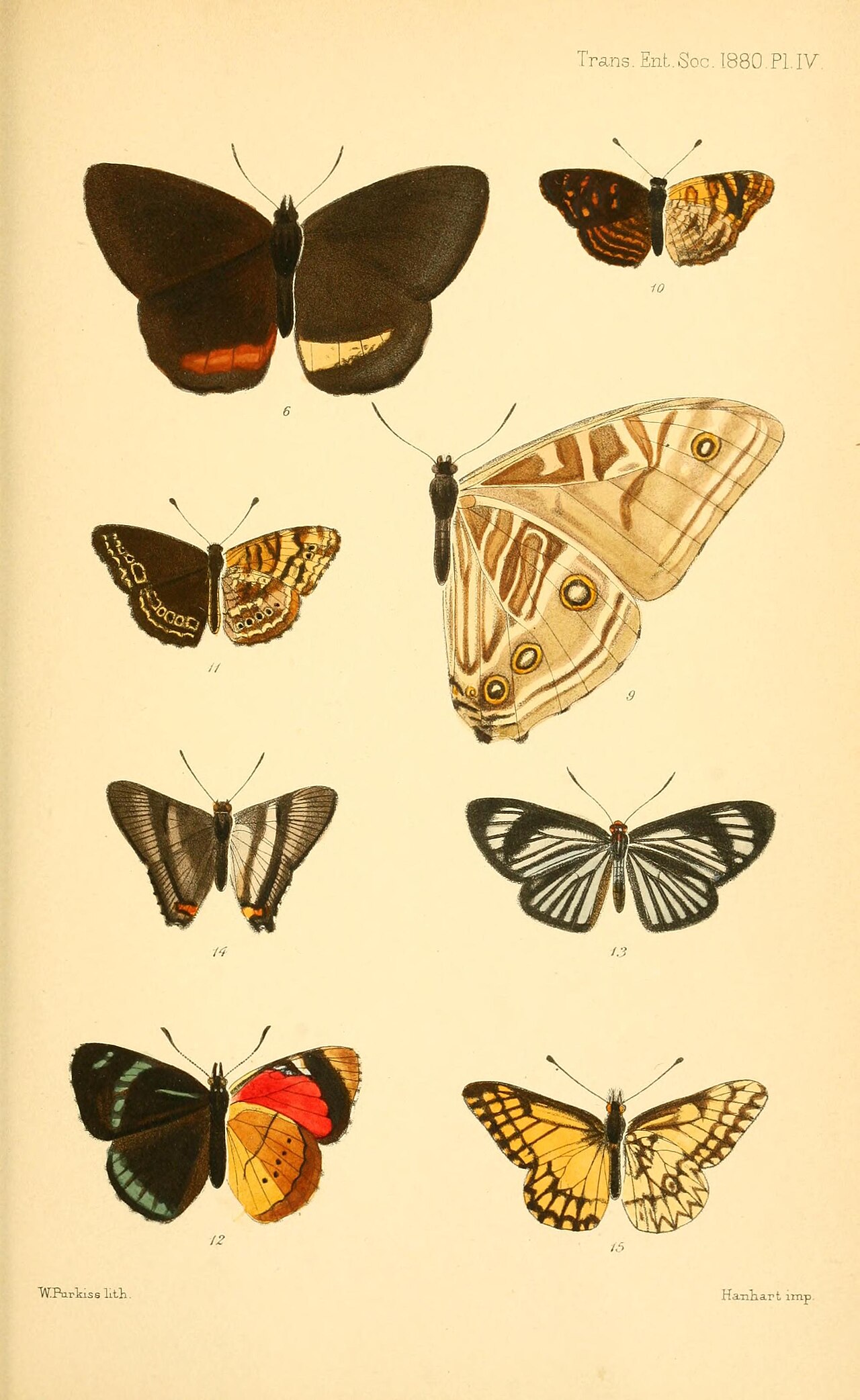 Morpho rhodopteron