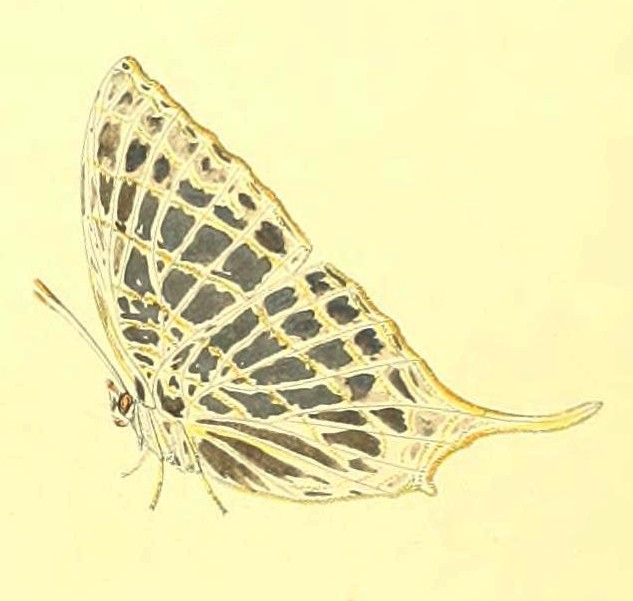 Marpesia harmonia