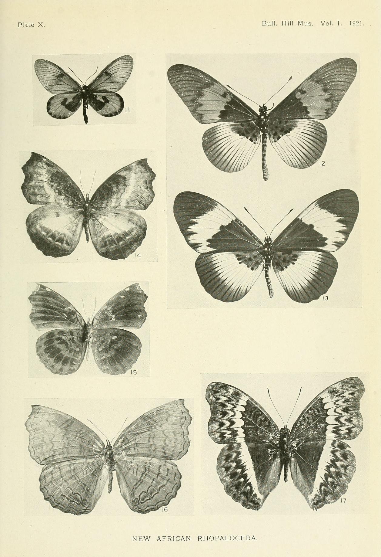 Ariadne albifascia