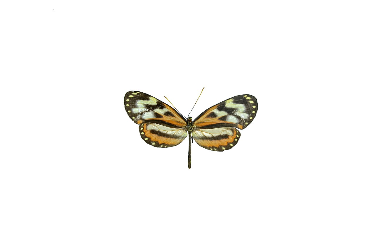 Hypothyris euclea