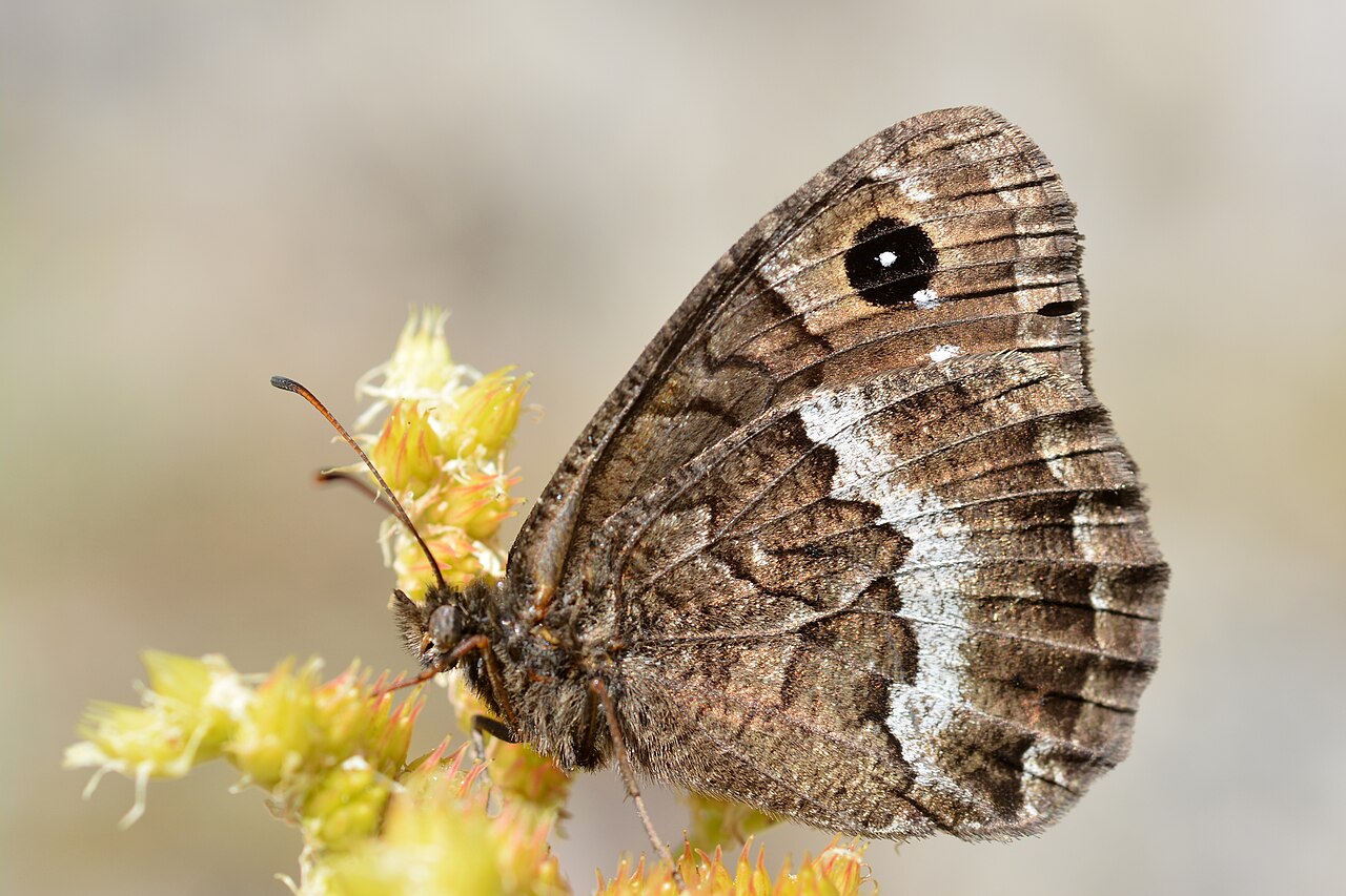 Satyrus actaea
